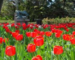 You can also become a witness of Tulip festivals w You can also become a witness of Tulip festivals where numerous tulips are blooming in the park. Overall, it perfect tourist destination, where a pers